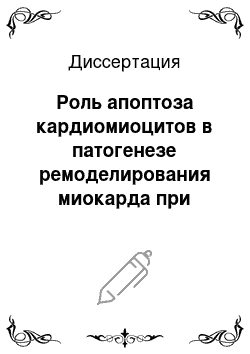 Диссертация: Роль апоптоза кардиомиоцитов в патогенезе ремоделирования миокарда при ишемической болезни сердца