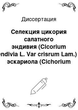 Диссертация: Селекция цикория салатного эндивия (Сicorium endivia L. Var crisrum Lam.) , эскариола (Cichorium endivia L. Var. Latifolium Lam.) и витлуфа (Cichorium intybus L. Var. Foliosum Hegl) на урожайность, качество продукции и скороспелость