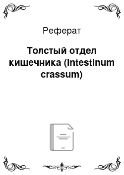 Реферат: Толстый отдел кишечника (Intestinum crassum)