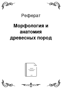 Реферат: Морфология и анатомия древесных пород