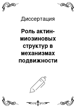 Диссертация: Роль актин-миозиновых структур в механизмах подвижности нормальных и трансформированных фибробластов