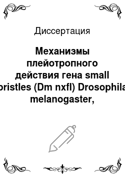 Диссертация: Механизмы плейотропного действия гена small bristles (Dm nxfl) Drosophila melanogaster, принадлежащего эволюционно консервативному семейству nxf (nuclear export factor)