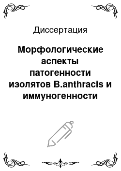 Диссертация: Морфологические аспекты патогенности изолятов B.anthracis и иммуногенности его субъединичного антигена