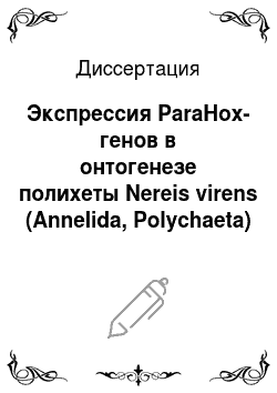Диссертация: Экспрессия ParaHox-генов в онтогенезе полихеты Nereis virens (Annelida, Polychaeta)
