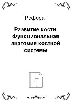 Реферат: Развитие кости. Функциональная анатомия костной системы