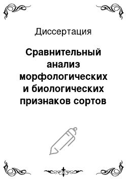 Диссертация: Сравнительный анализ морфологических и биологических признаков сортов садовых Бородатых ирисов: секция Iris рода Iris L