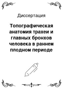 Диссертация: Топографическая анатомия трахеи и главных бронхов человека в раннем плодном периоде онтогенеза