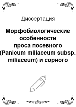 Диссертация: Морфобиологические особенности проса посевного (Panicum miliaceum subsp. miliaceum) и сорного (Panicum miliaceum subsp. ruderale)