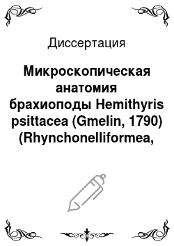 Диссертация: Микроскопическая анатомия брахиоподы Hemithyris psittacea (Gmelin, 1790) (Rhynchonelliformea, Brachiopoda)