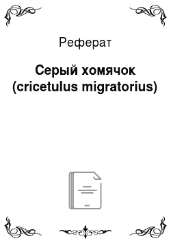 Реферат: Серый хомячок (cricetulus migratorius)