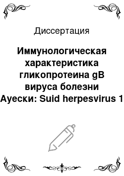 Диссертация: Иммунологическая характеристика гликопротеина gB вируса болезни Ауески: Suid herpesvirus 1