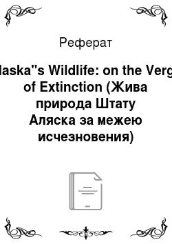 Реферат: Alaska"s Wildlife: on the Verge of Extinction (Жива природа Штату Аляска за межею исчезновения)