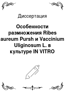 Диссертация: Особенности размножения Ribes aureum Pursh и Vaccinium Uliginosum L. в культуре IN VITRO