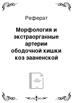 Реферат: Морфология и экстраорганные артерии ободочной кишки коз зааненской породы 18-месячного возраста