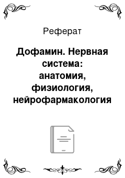 Реферат: Дофамин. Нервная система: анатомия, физиология, нейрофармакология