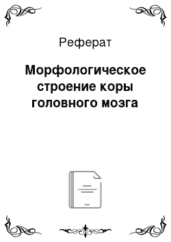 Реферат: Морфологическое строение коры головного мозга