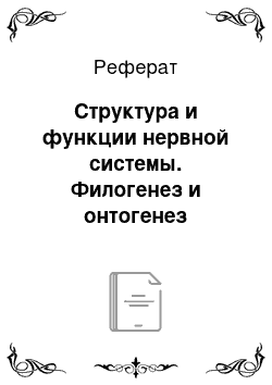 Реферат: Структура и функции нервной системы. Филогенез и онтогенез нервной системы