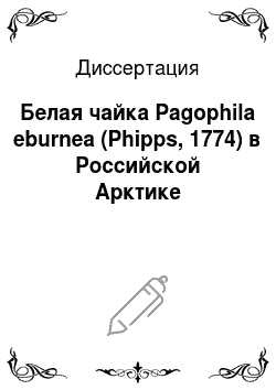 Диссертация: Белая чайка Pagophila eburnea (Phipps, 1774) в Российской Арктике