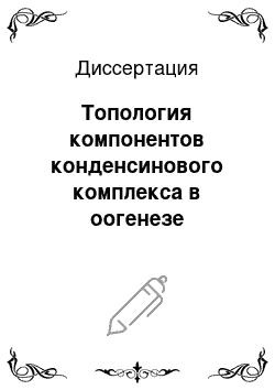 Диссертация: Топология компонентов конденсинового комплекса в оогенезе шпорцевой лягушки Xenopus Laevis и морского ежа Paracentrotus Lividus