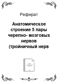 Реферат: Анатомическое строение 5 пары черепно-мозговых нервов (тройничный нерв n.trigeminus)