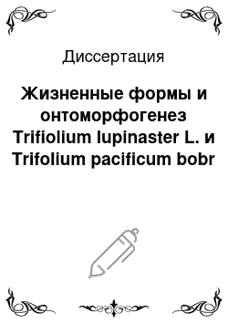 Диссертация: Жизненные формы и онтоморфогенез Trifiolium lupinaster L. и Trifolium pacificum bobr