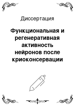 Диссертация: Функциональная и регенеративная активность нейронов после криоконсервации изолированного мозга моллюска Lymnaea stagnalis L