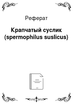 Реферат: Крапчатый суслик (spermophilus suslicus)