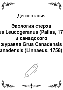 Диссертация: Экология стерха Grus Leucogeranus (Pallas, 1773) и канадского журавля Grus Canadensis Canadensis (Linnaeus, 1758) в репродуктивный период жизни на северо-востоке Сибири