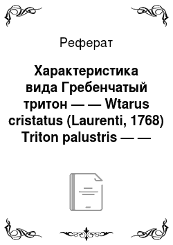 Реферат: Характеристика вида Гребенчатый тритон — — Wtarus cristatus (Laurenti, 1768) Triton palustris — — Eichwald, 1830; Triton niarmoratus — — Eichwald, 1831