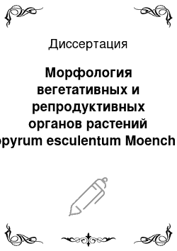 Диссертация: Морфология вегетативных и репродуктивных органов растений Fagopyrum esculentum Moench ssp. vulgare Stolet