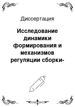 Диссертация: Исследование динамики формирования и механизмов регуляции сборки-разборки ядерных и цитоплазматических пор в синцитиальных эмбрионах Drosophila melanogaster