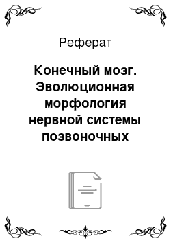 Реферат: Конечный мозг. Эволюционная морфология нервной системы позвоночных