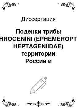 Диссертация: Поденки трибы RHITHROGENINI (EPHEMEROPTERA, HEPTAGENIIDAE) территории России и сопредельных стран