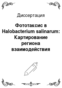 Диссертация: Фототаксис в Halobacterium salinarum: Картирование региона взаимодействия сенсорного родопсина 1 и трансдьюсера 1 и функциональная характеризация сенсорного родопсина 2