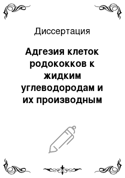 Диссертация: Адгезия клеток родококков к жидким углеводородам и их производным