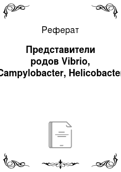 Реферат: Представители родов Vibrio, Campylobacter, Helicobacter