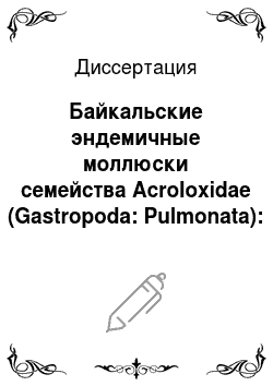 Диссертация: Байкальские эндемичные моллюски семейства Acroloxidae (Gastropoda: Pulmonata): морфология, таксономия, распределение и формирование фауны