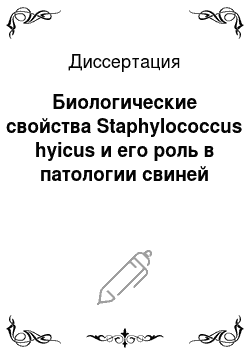 Диссертация: Биологические свойства Staphylococcus hyicus и его роль в патологии свиней