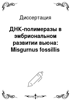 Диссертация: ДНК-полимеразы в эмбриональном развитии вьюна: Misgurnus fossillis