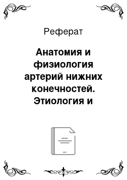 Реферат: Анатомия и физиология артерий нижних конечностей. Этиология и патогенез