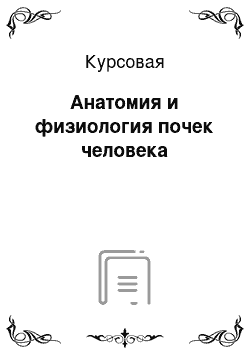 Курсовая: Анатомия и физиология почек человека