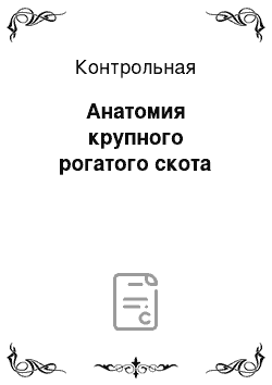 Контрольная: Анатомия крупного рогатого скота