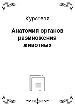 Курсовая: Анатомия органов размножения животных