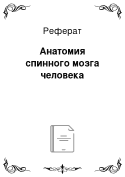 Реферат: Анатомия спинного мозга человека