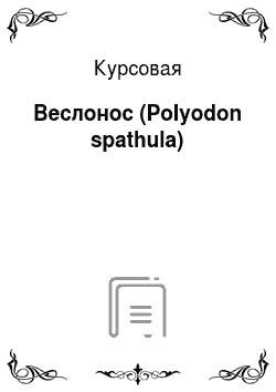 Курсовая: Веслонос (Polyodon spathula)