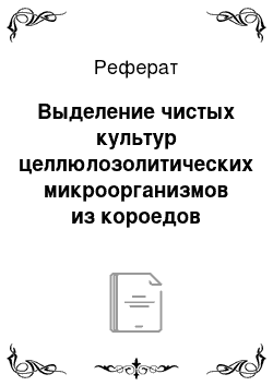 Реферат: Выделение чистых культур целлюлозолитических микроорганизмов из короедов